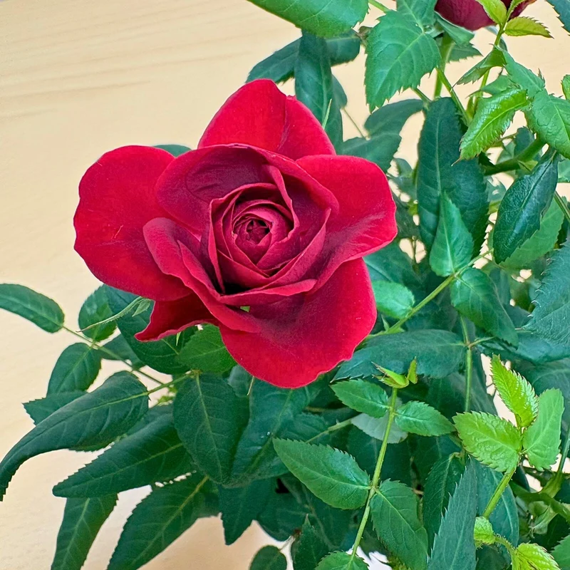Rose zum Valentinstag im Übertopf