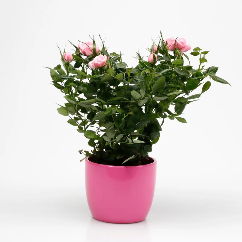 Rose zum Valentinstag im Übertopf