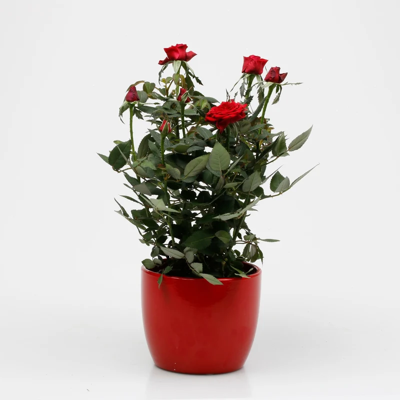 Rose zum Valentinstag im Übertopf