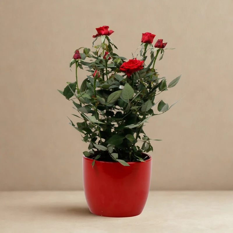 Rose zum Valentinstag im Übertopf