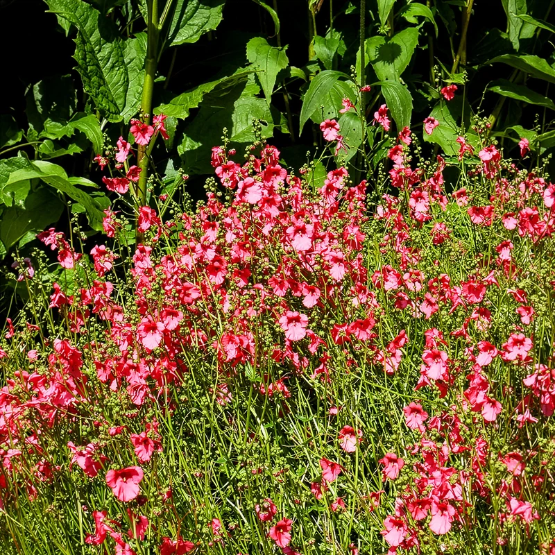 Doppelhörnchen Ruby Field