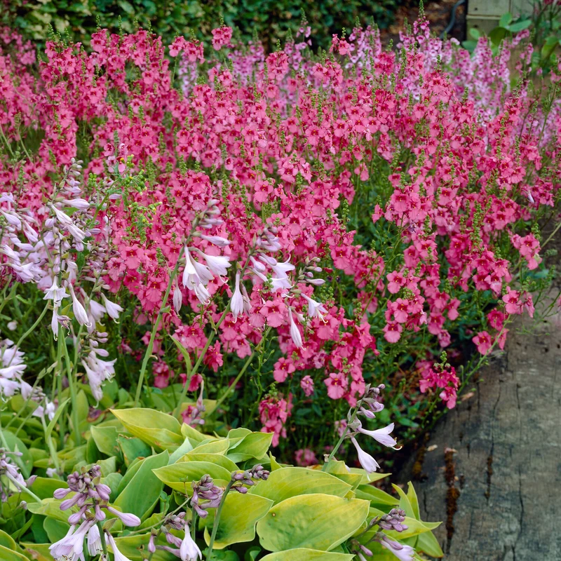 Doppelhörnchen Ruby Field