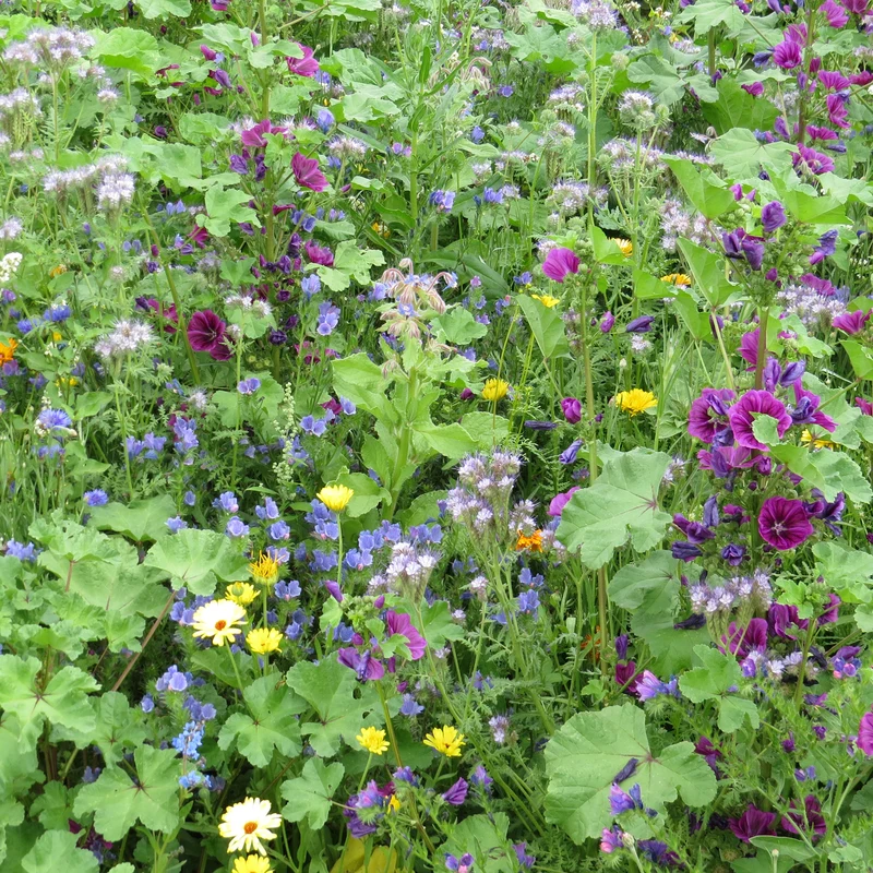 Intensiver Bienenblumen-Mix