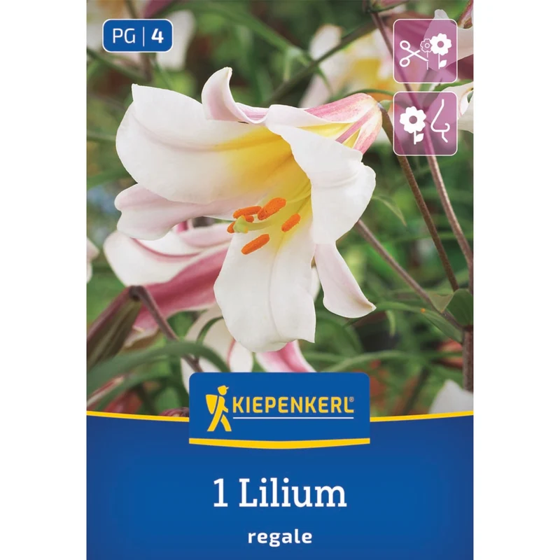 Kiepenkerl Trompeten-Lilie