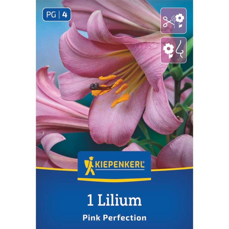 Kiepenkerl Trompeten-Lilie 'Pink Perfection'