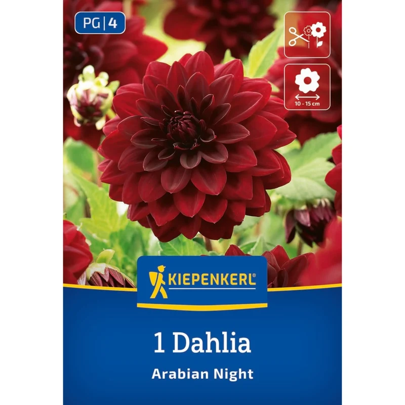 Kiepenkerl Seerosen-Dahlie 'Arabian Night'