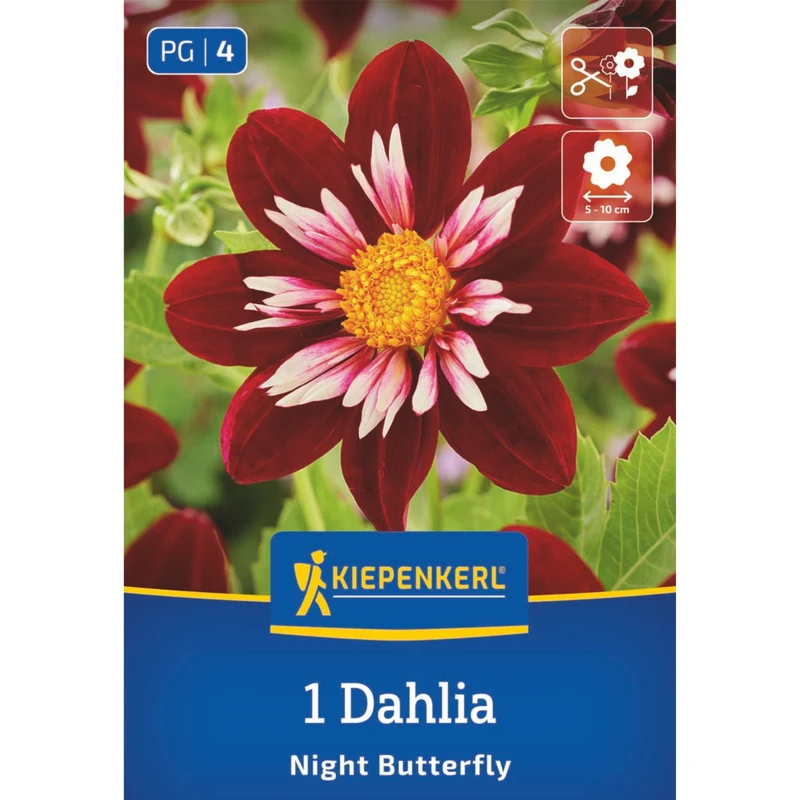 Kiepenkerl Halskrausen-Dahlie 'Night Butterfly'