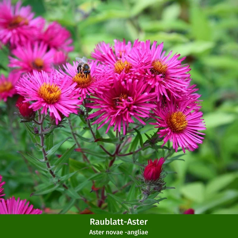 Staudenbeet "Anziehender Insektenmagnet"