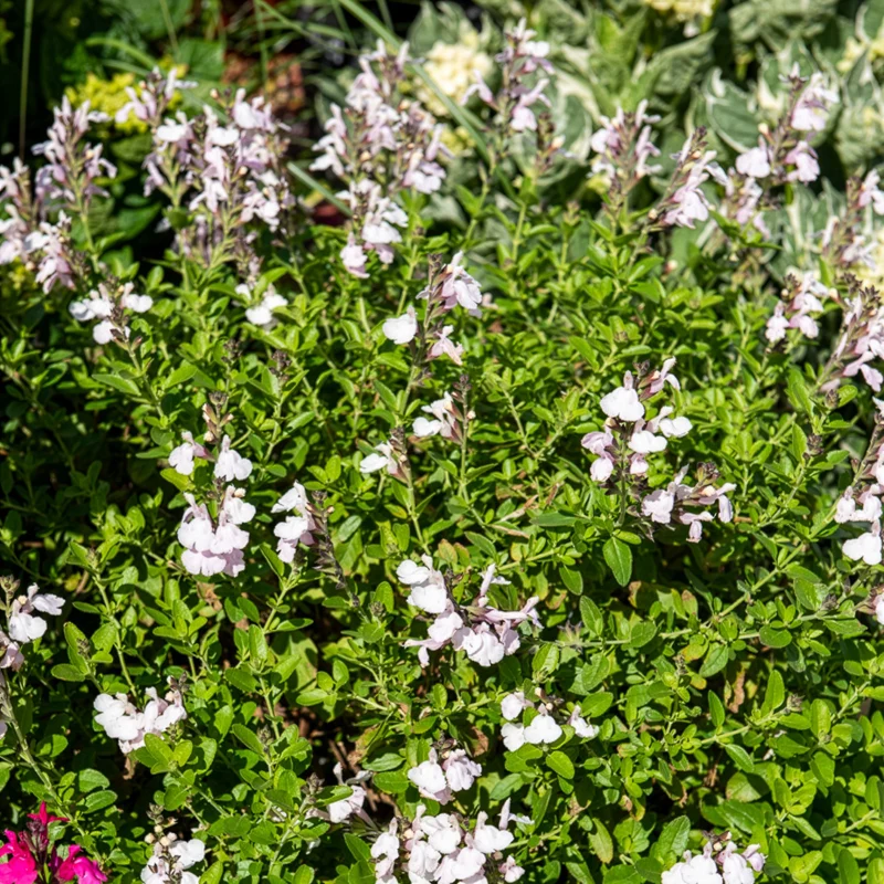 Salvia jamensis Magical® Donau Kolmadon