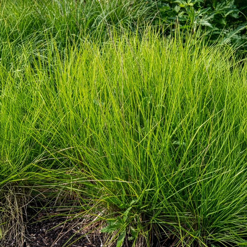 Nest-Blaugras