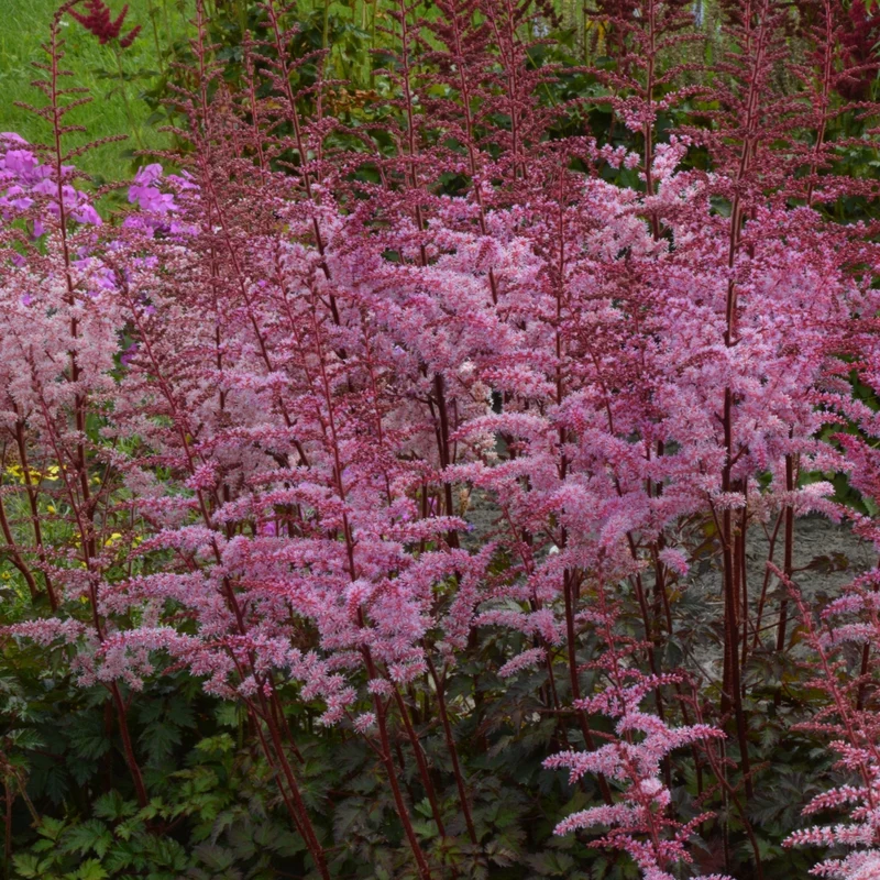 Prachtspiere 'Colour Flash'