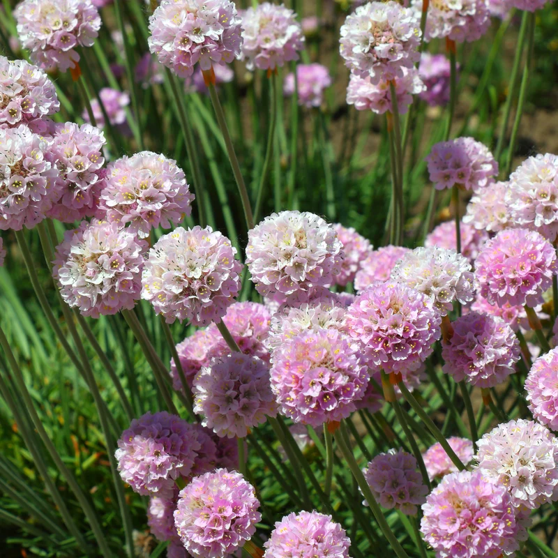 Grasnelke Armada Rose ®