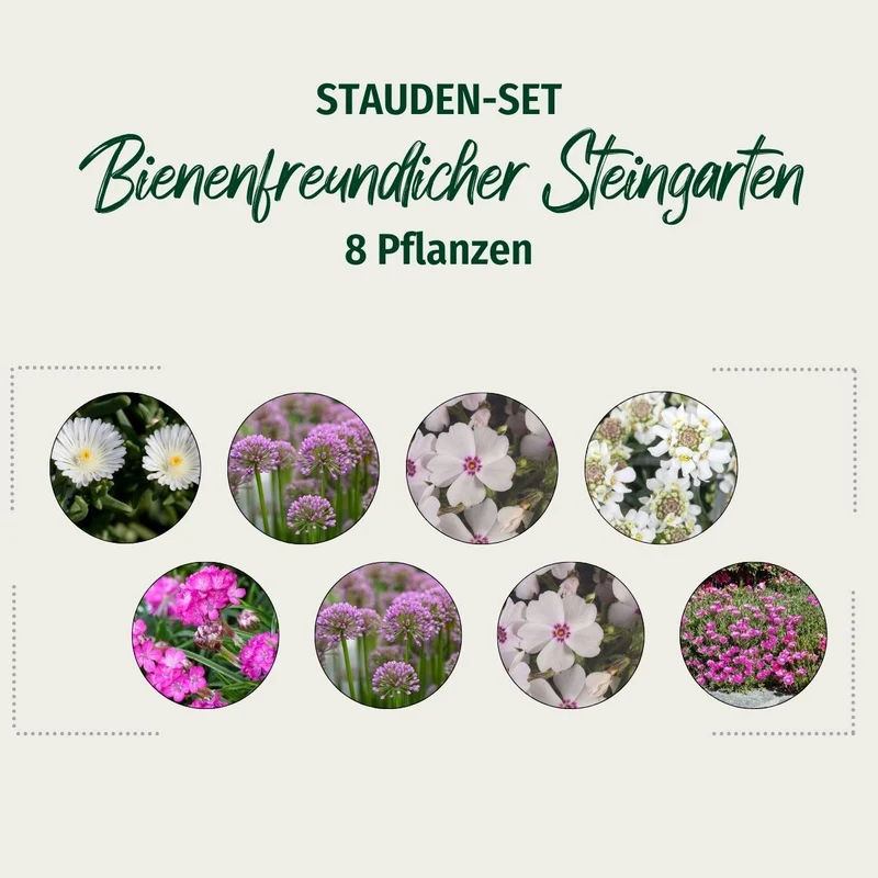 Stauden-Set "Steingarten für Bienen"