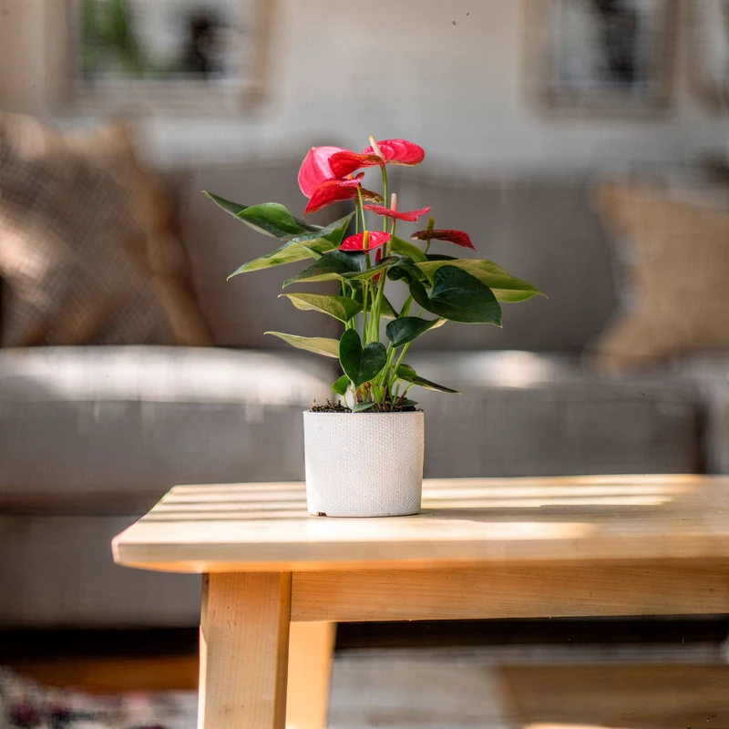 Flamingoblume 'Bambino'