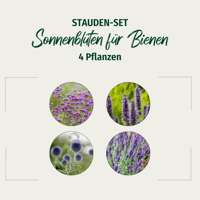 Stauden-Set "Sonnenblüten für Bienen"