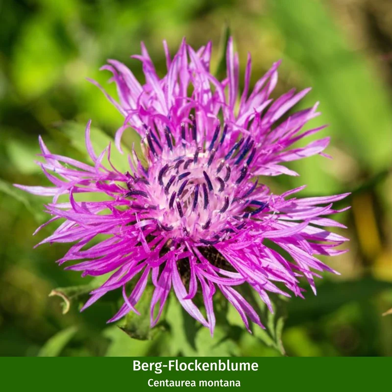 Staudenbeet "Streifenbeet als Duftoase"