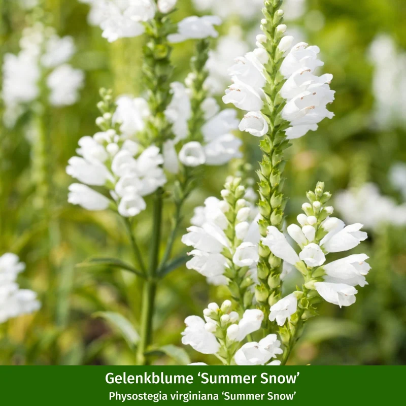 Staudenbeet "Summende Blütenpracht"