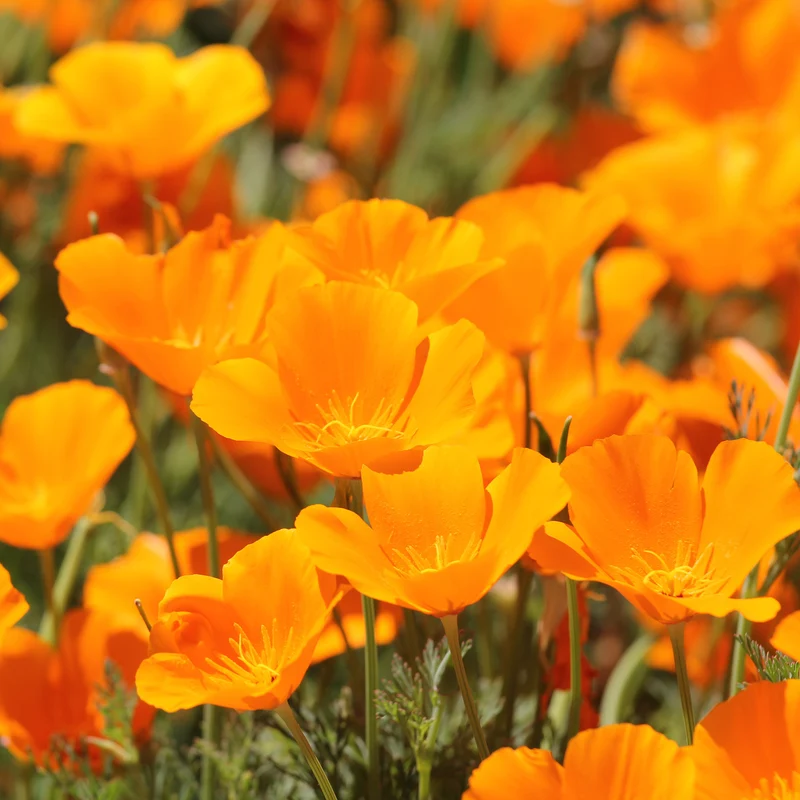 Kalifornischer Goldmohn