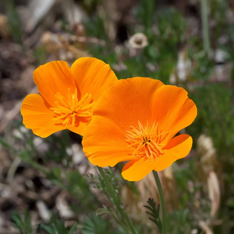 Kalifornischer Goldmohn