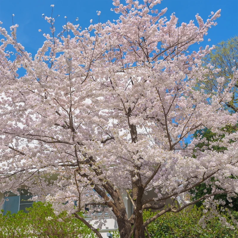 Japanische Blütenkirsche