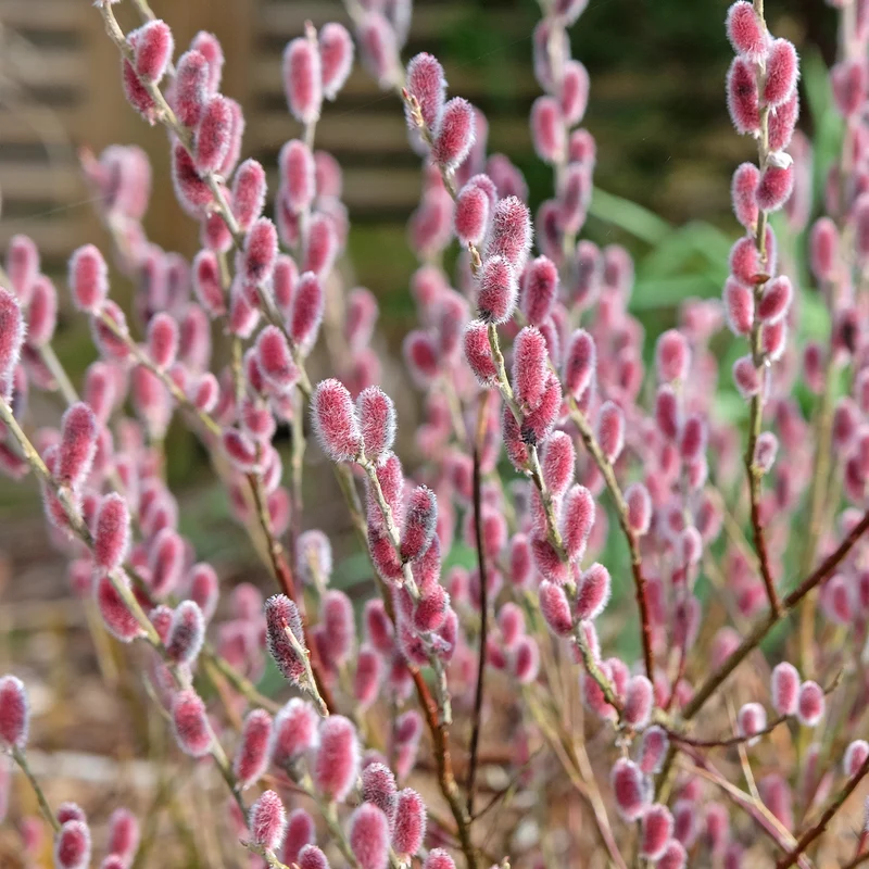 Rosa Riesenweidekätzchen 'Mount Aso'