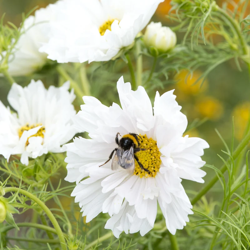 Schmuckkörbchen 'Double Dutch White'