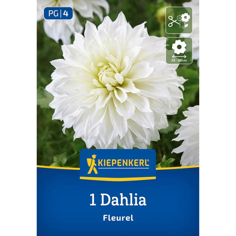 Kiepenkerl Großblütige Dekorativ-Dahlie 'Fleurel'