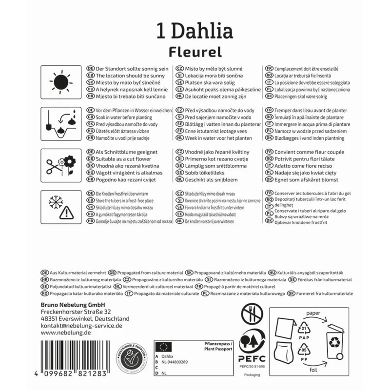 Kiepenkerl Großblütige Dekorativ-Dahlie 'Fleurel'