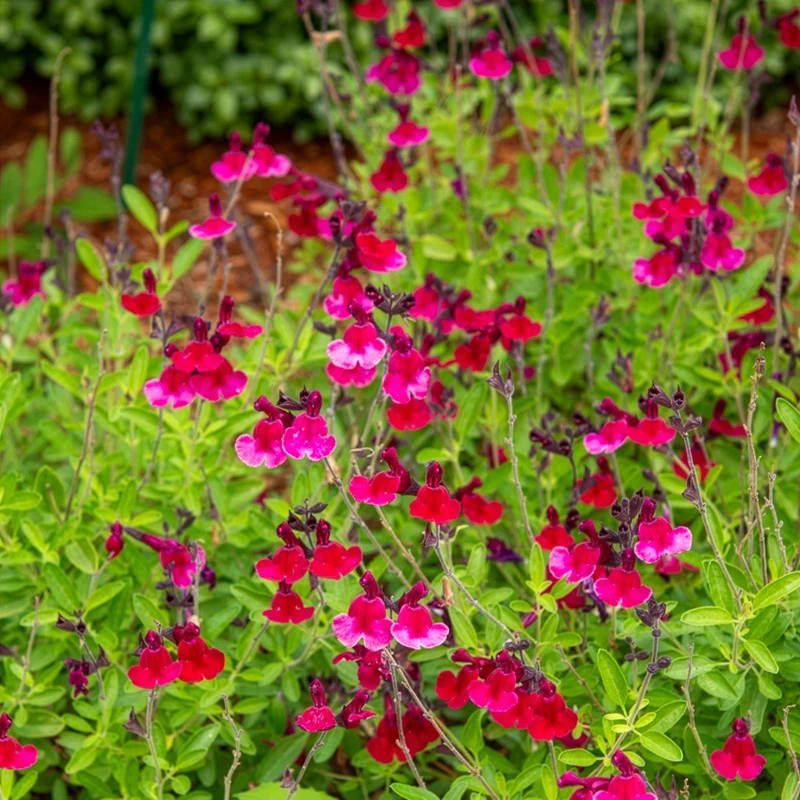 Salvia jamensis Magical® Zambesi