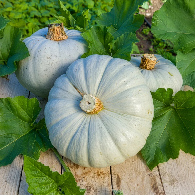 Kürbis Ungarische Blaue
