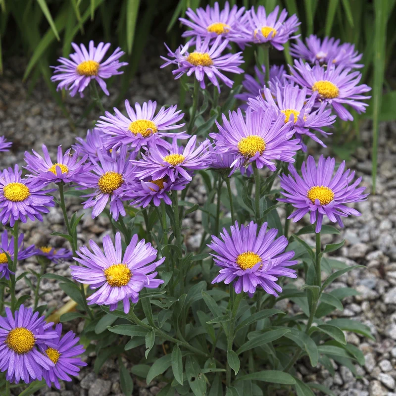 Alpen-Aster