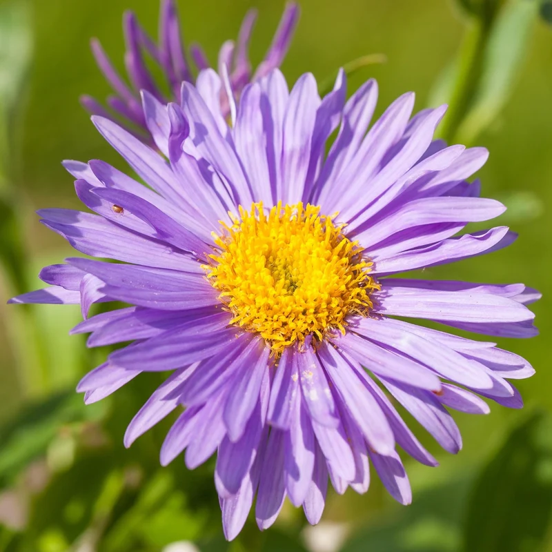 Alpen-Aster