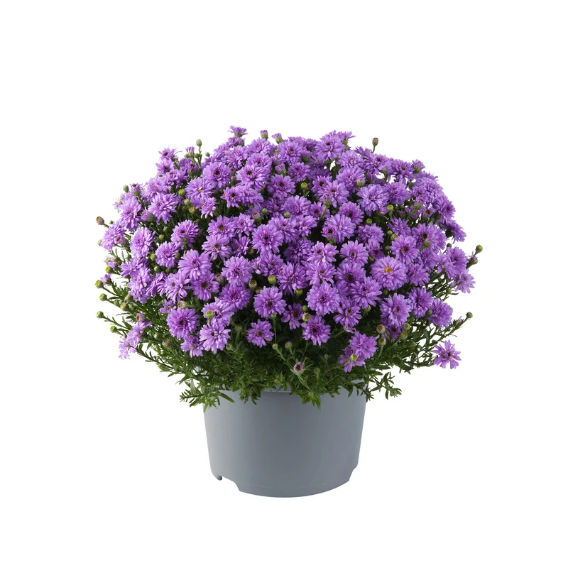 Alpen-Aster