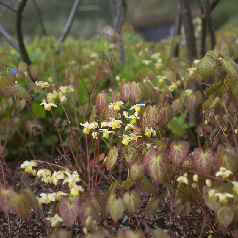 Elfenblume 'Sulphureum'