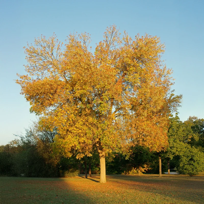 Weiß-Esche 'Skyline'