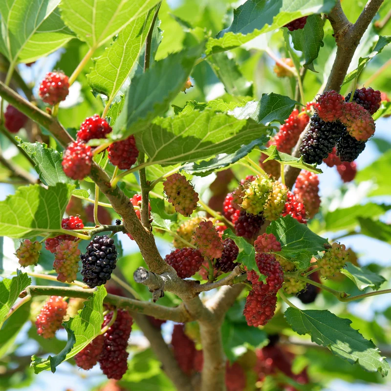 Schwarze Maulbeere