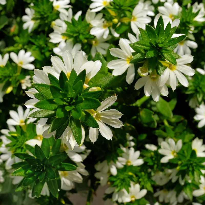 weiß Fächerblume