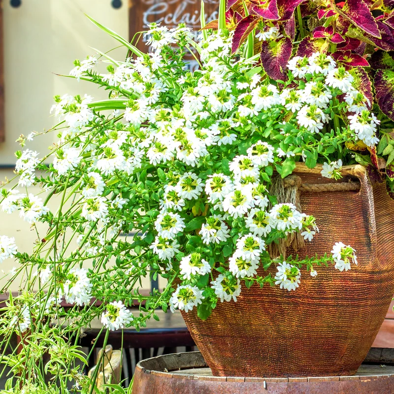 weiß Fächerblume