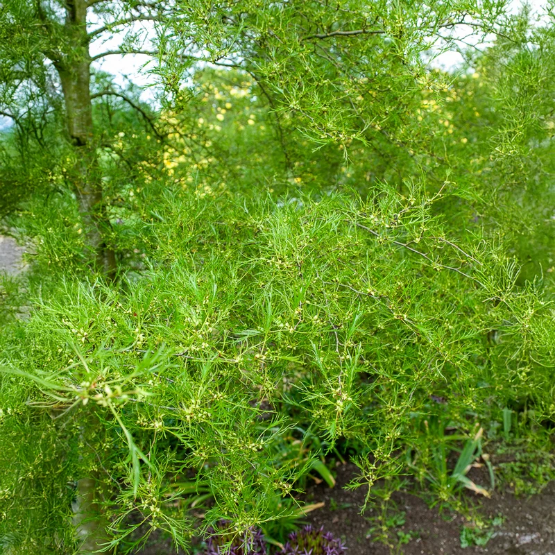 Kaisererle 'Imperialis'