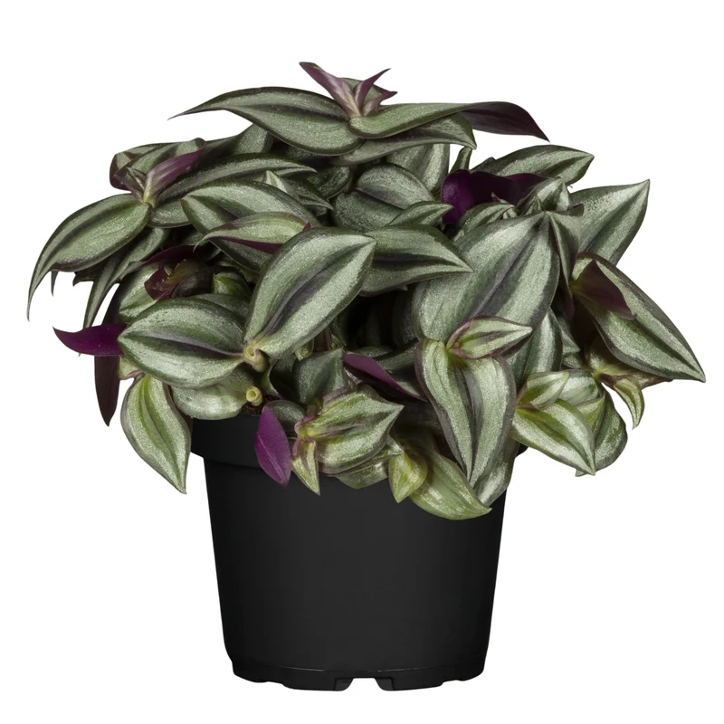 Dreimasterblume