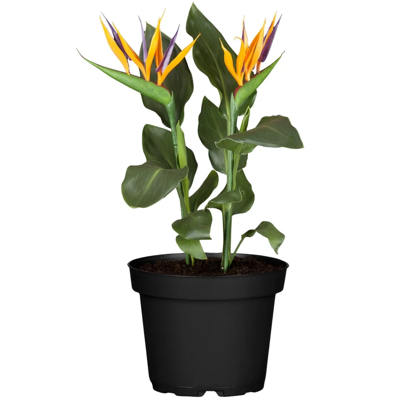 Paradiesvogelblume