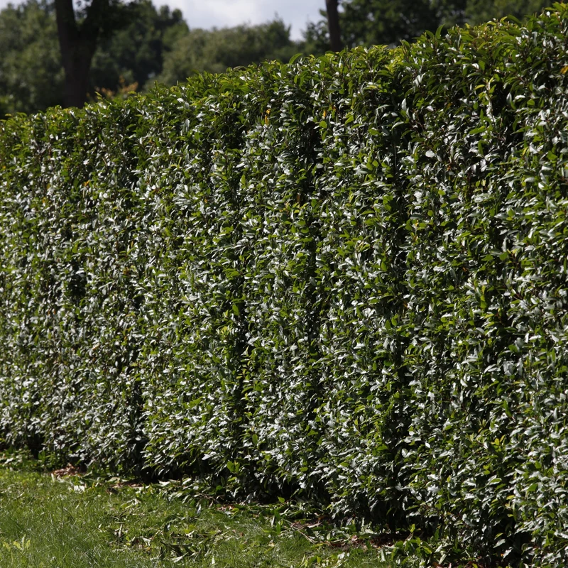 Portugiesischer Kirschlorbeer 'Angustifolia'