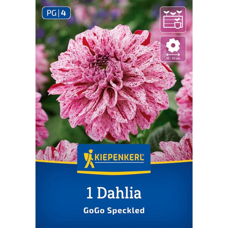 Kiepenkerl Beet- & Kübel-Dahlie 'Go Go Speckled'