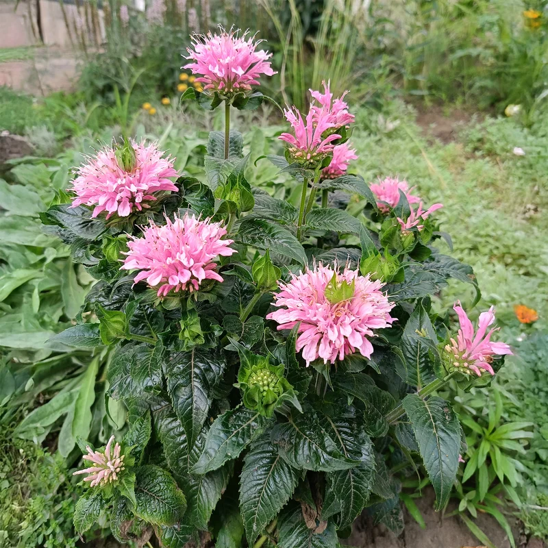 Indianernessel Sugar Buzz Pink Frosting