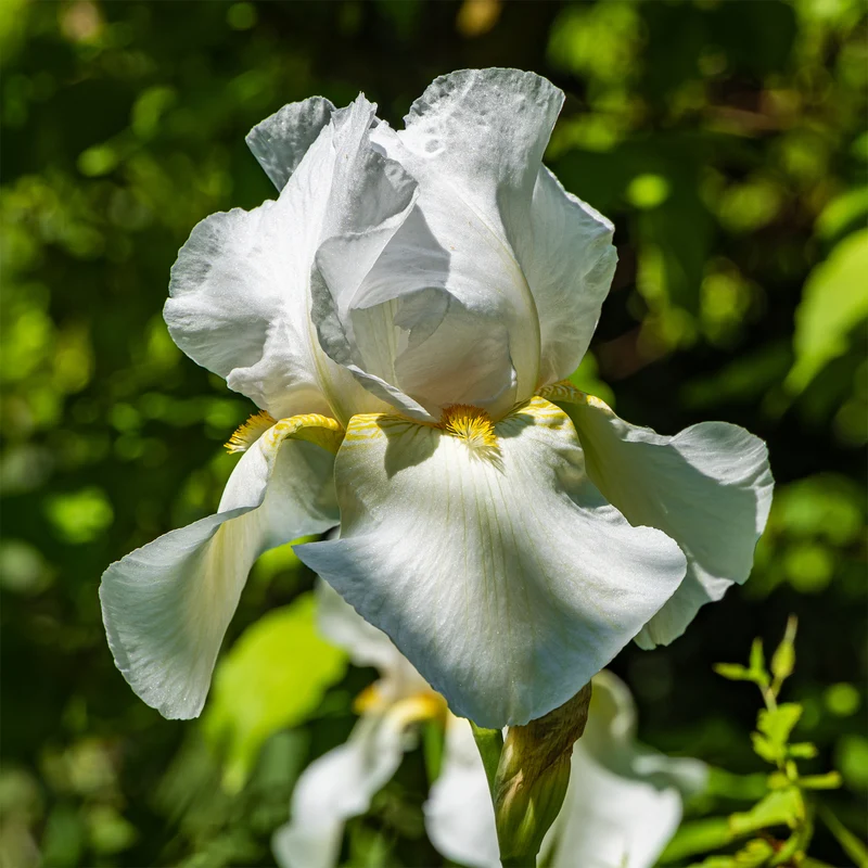 Schwertlilie Wedding Bouquet