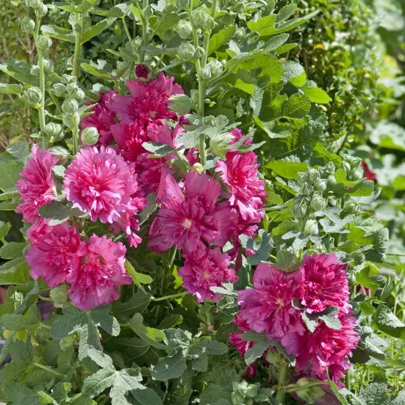 Gefülltblühende Stockrose 'Pleniflora'