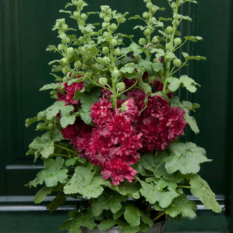 Gefülltblühende Stockrose 'Pleniflora'