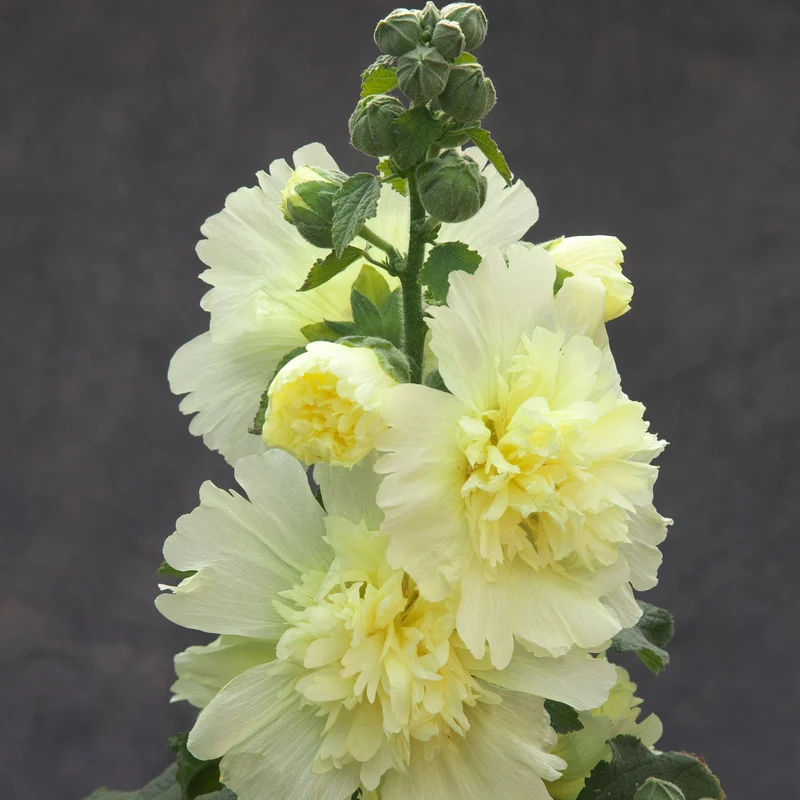 Gefülltblühende Stockrose 'Pleniflora'