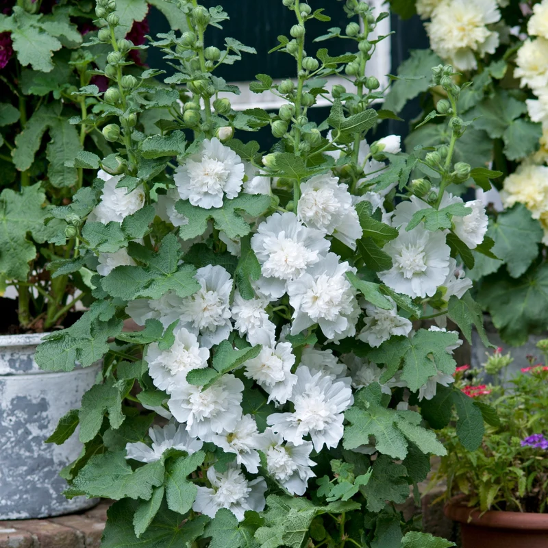 Gefülltblühende Stockrose 'Pleniflora'