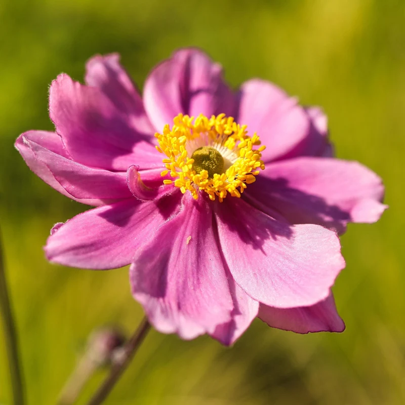 Japan-Herbst-Anemone 'Pamina'